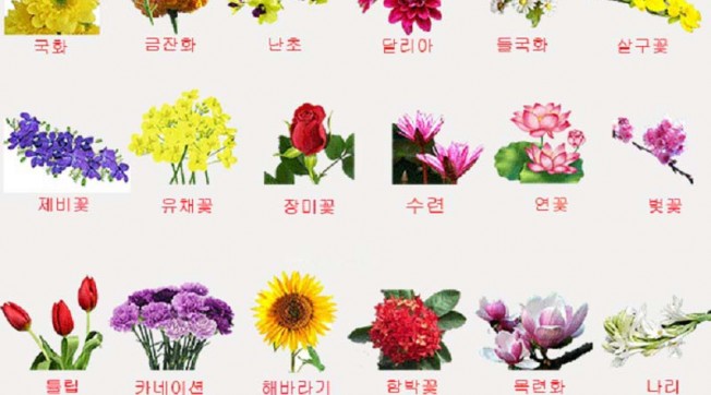 Từ vựng tiếng Hàn về các loài hoa