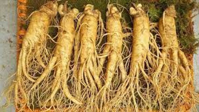 Bạn biết gì về nhân sâm