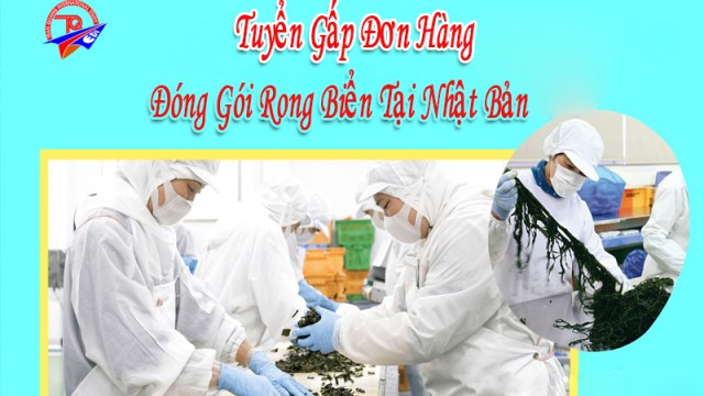 Tuyển gấp 24 nữ đóng gói rong biển tại Nhật Bản